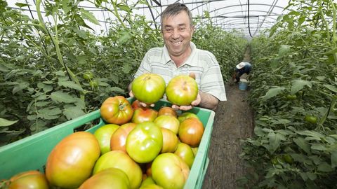 José Antonio Añón tiene 3,5 hectáreas de invernadero dedicadas a distintos tipos de tomate en A Laracha 