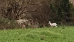 Sorpresa al ver una cr�a de corzo albino en Foz