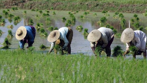 Trabajadores en un arrozal en China