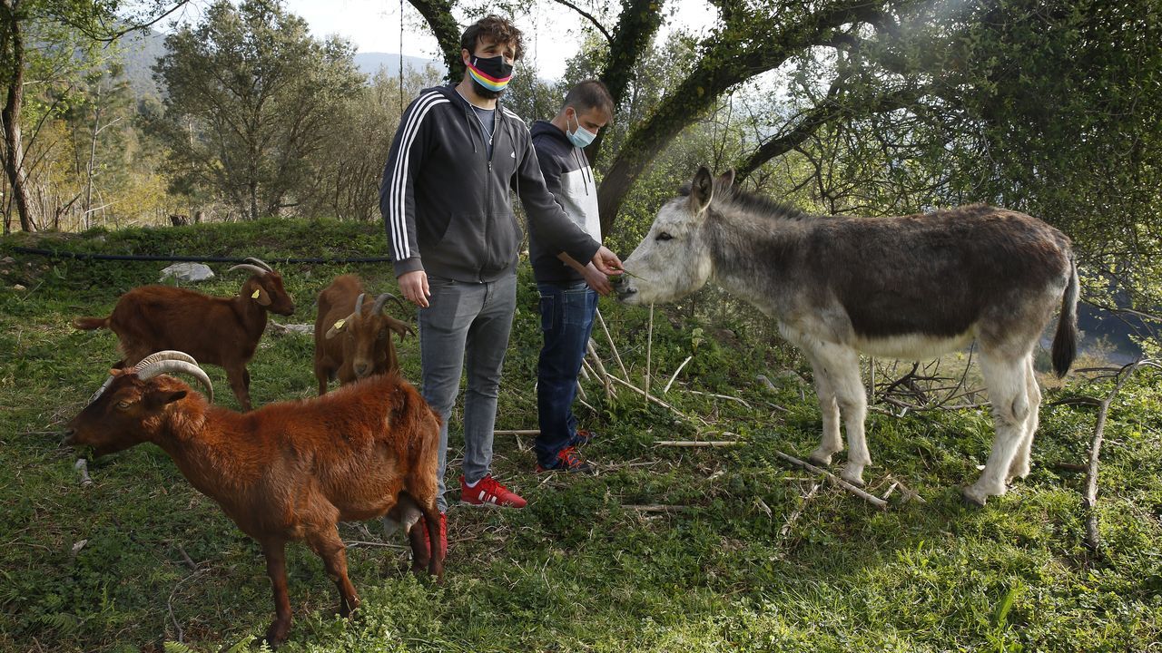 La nueva tienda de Zara Home, en im&aacute;genes.Luis Tembra y Mart&iacute;n Cesp&oacute;n con el burro M&iacute;chel y algunas de las cabras que est&aacute;n en la parcela