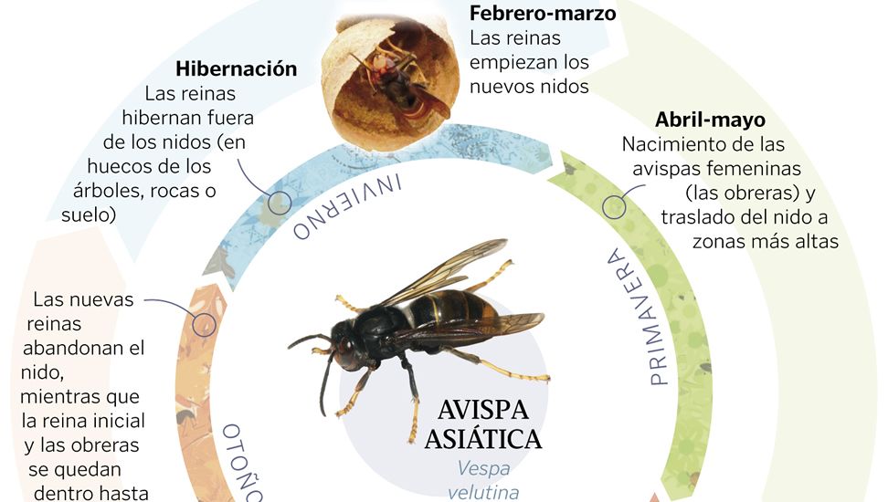 El ciclo anual de la avispa asi�tica