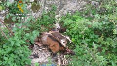 Ms de una veintena de animales muertos en dos fincas en Llanes