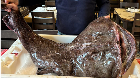 El enorme ejemplar de pixn