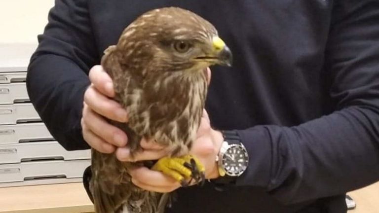 La Xunta detecta un nuevo foco de gripe aviar en aves silvestres en Moaña