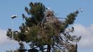 Varios nidos de cigüeñas están saturando un pino a las afueras de la ciudad de Lugo.