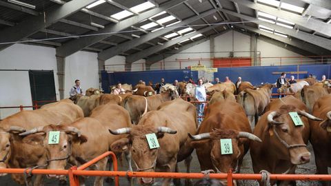 Feria de ganado vacuno del año pasado en A Fonsagrada