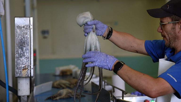 La lonja de Ribeira afianza su liderazgo como suministradora de pulpo en Galicia
