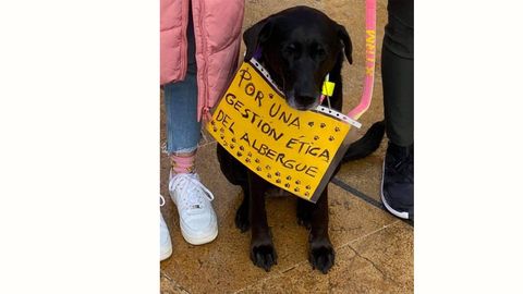 Los animales también exigen una gestión ética del albergue