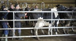 Las vacas de desvieje facturaron ayer 204.804 euros. 