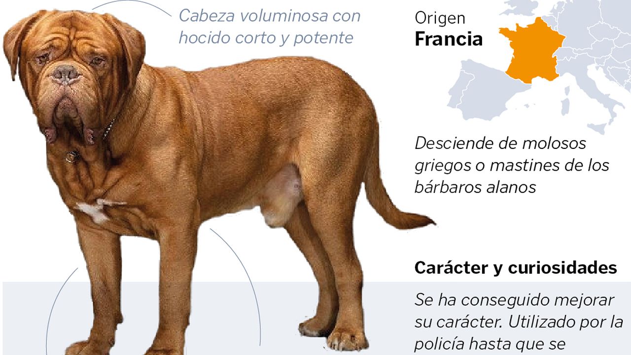 As� es el dogo de Burdeos