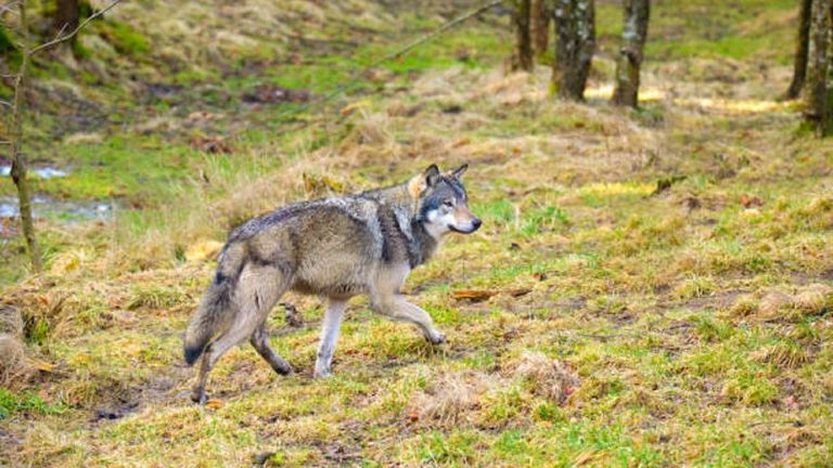 Transición Ecológica detecta «incoherencias, carencias y errores» en los informes de las comunidades sobre el lobo