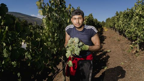 La vendimia arrancó este año en Galicia en la D. O. Valdeorras, en los viñedos de Godeval