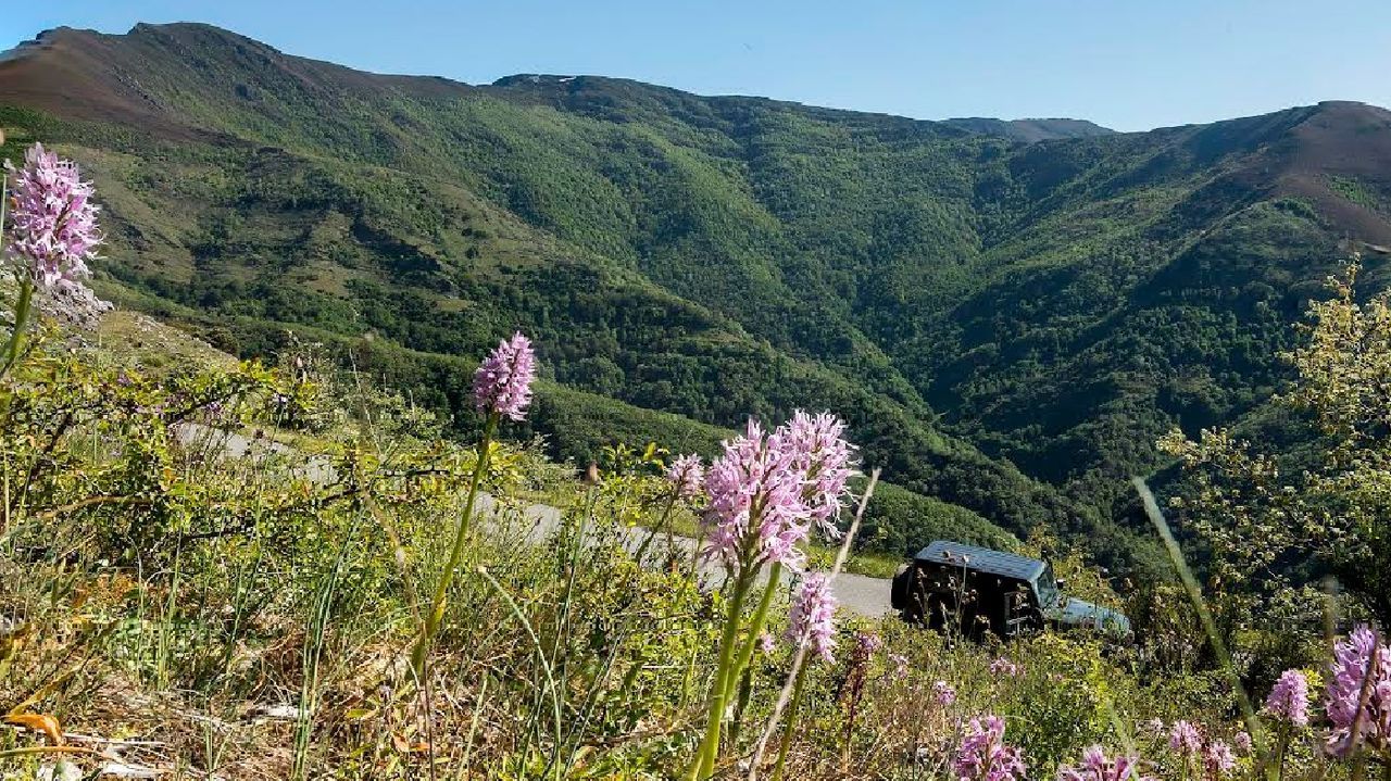 As se ver el campamentoAir Fervenza.Ejemplares de Orchis italica, una de las numerosas especies de orqudeas de la sierra