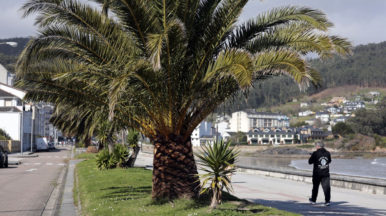 La mejora en la conservaci�n de las palmeras del paseo mar�timo de Covas es muy visible