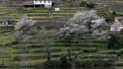 Bancales de antiguos viedos ocupados por cerezos en la ribera de Chantada