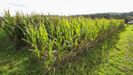 El maíz para harina todavía está sin recoger a causa de las copiosas lluvias