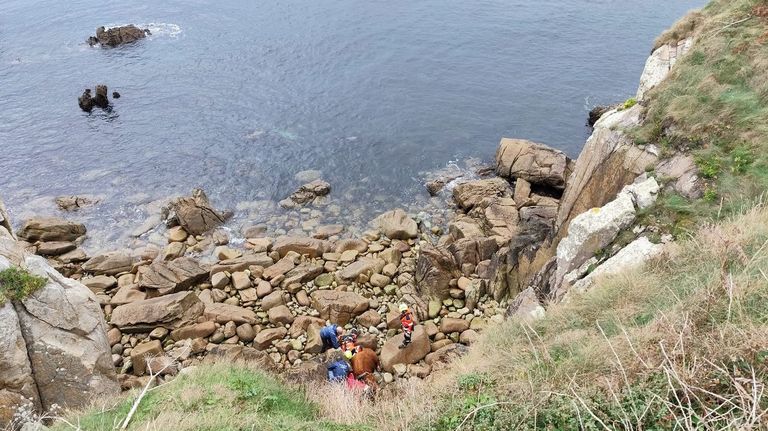 Rescatan a un toro que se cayó por un acantilado en Cervo