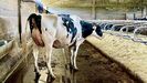Una de las vacas de Baixo Holstein, reconocidas como las vacas con mejor genética de España