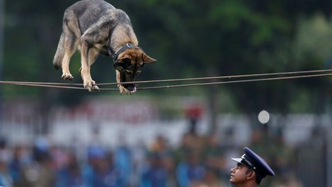 Un polica entrena a su perro durante la celebracin del 151 aniversario de la polici en Colombo (Sri Lanka).