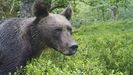 Un oso alimentndose en la Cordillera