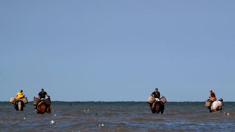 Marineros belgas arrastran sus redes a caballo para atrapar camarones en la costa de Oostduinkerke, en Blgica