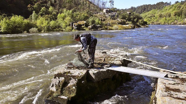 El Aquamuseu de Vila Nova de Cerveira dedica una exposición a la pesca de lamprea en el río Miño
