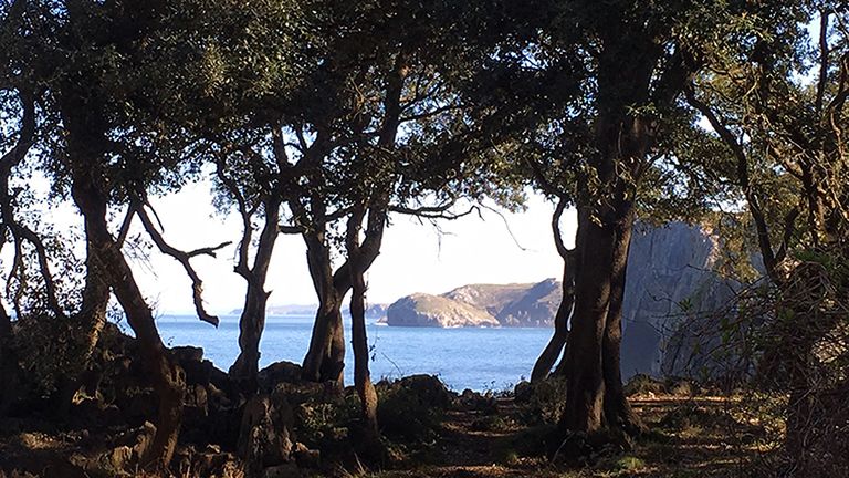 Uno de los territorios objetos de estudios en Ribadedeva, donde el suelo calizo de los acantilados marinos permitió mantener vivo un bosque cantábrico de encinas