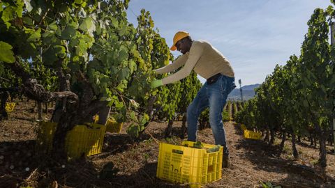 La vendimia arrancó este año en Galicia en la D. O. Valdeorras, en los viñedos de Godeval