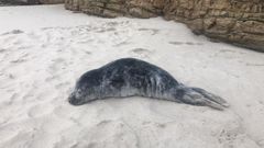 Aparece herida una cra de foca en una playa de Barreiros