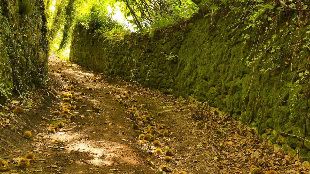 Los erios repletos de castas comienzan a invadir los caminos