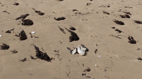 Alcatraz muerto en una playa de la ría de Pontevedra este jueves