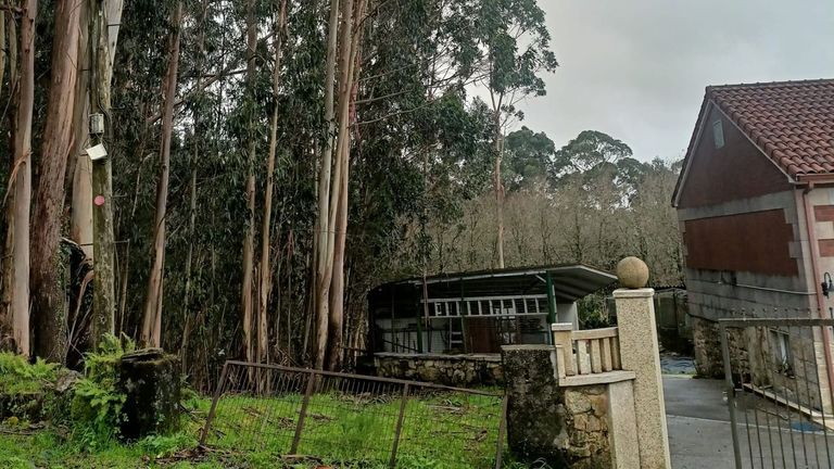 La caída de un eucalipto en A Ermida, Pontevedra, destroza un gallinero