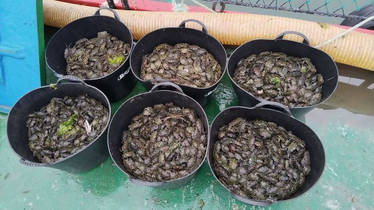 Retiran 120.000 cangrejos en la ría de Pontevedra de una especie que arrasa con las almejas