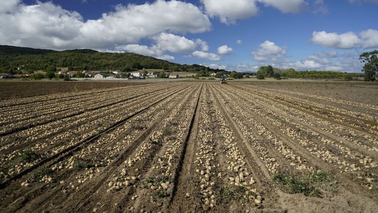 El efecto mariposa de las patatas fritas congeladas tira los precios en Europa