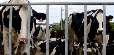 La subida de los precios de la leche en origen ha proporcionado un respiro al castigado sector lácteo gallego.