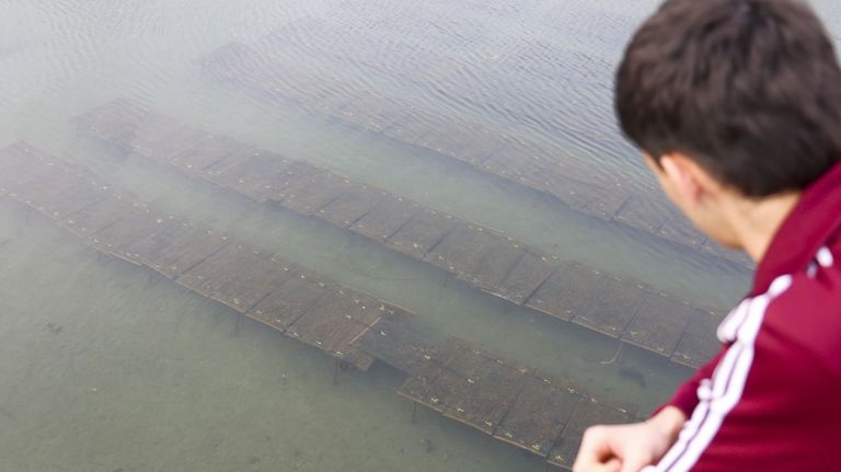 Nueva vida para la ostra de la ría de Ferrol: «Han crecido muy rápido»