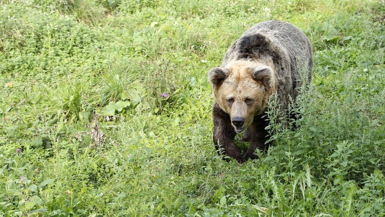 La osa "Paca" camina dentro de las instalaciones de Santo Adriano, en la Senda del Oso,