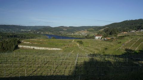 Viñedos de Castrelo de Miño