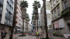 Los trabajos tienen como objetivo eliminar las ramas secas de las palmeras de Gutirrez Mellado