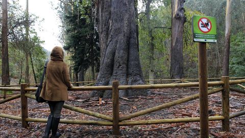 O Av, el eucalipto emblema de O Souto da Retorta, atrae visitantes, en foto de archivo
