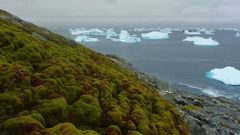 La Antrtida se est volviendo verde