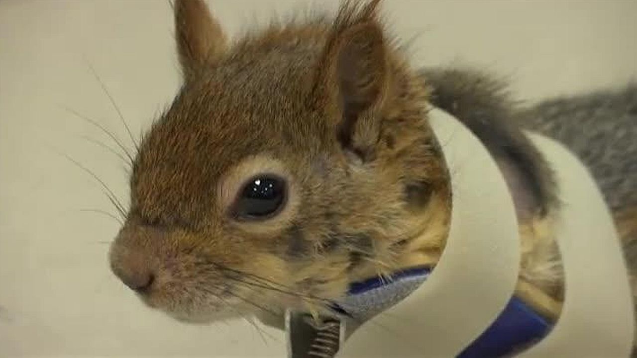 Ponen una prtesis a una ardilla para que pueda volver a caminar
