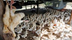 Camboya comenzó a sacrificar aves de corral tras conocerse la noticia de la muerte de la niña.