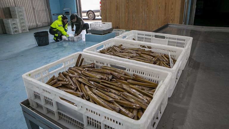 El Parlamento pide al Gobierno que se reconozca a las cofradías como organizaciones de productores