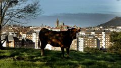 Un toro junto a un prado en el barrio de Santa Ana de Abuli de Oviedo