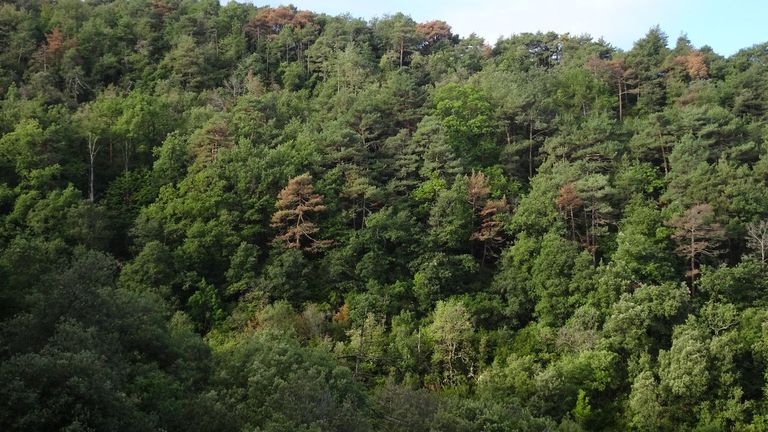 Las plagas forestales, cada vez más agresivas por el calentamiento global