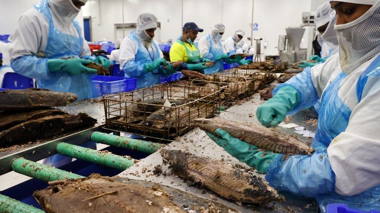 La pesquera Wofco compra a Marfrío la planta de lomos de atún de Portugal