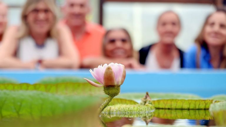 La flor gigante de Victoria cruziana deslumbra en el jardín Botánico de Vigo