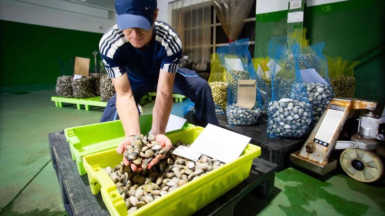 El marisquero de Pontevedra, expectante sobre el verano: «Las cuotas se están cogiendo, si no viene nada raro, vamos zafando»