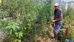 Jos Manuel Sierra Pernas, enuno de los invernaderos montados en la finca familiar, rodeado de tomateras